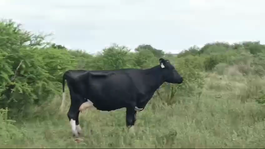 Lote VACA HOLANDO