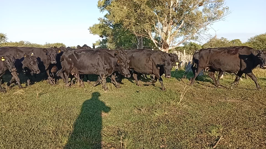 Lote 35 Vacas de invernar en Entre Ríos, Federal