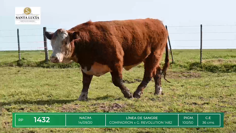 Lote TOROS HEREFORD