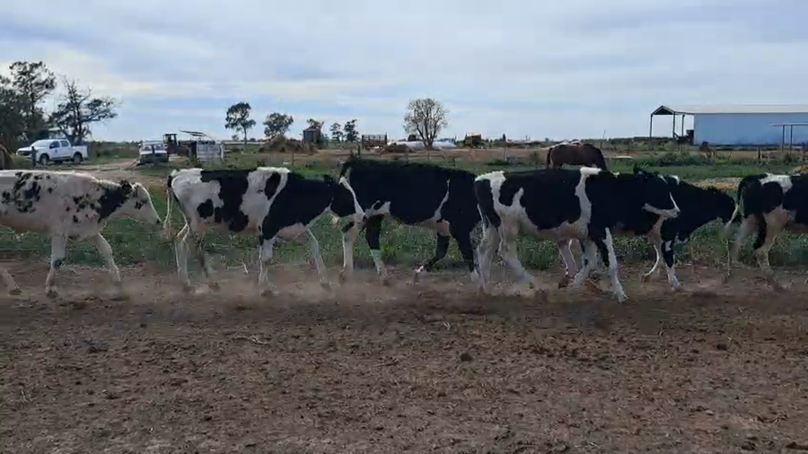 Lote 20 Novillitos Holando en Porteña, Córdoba