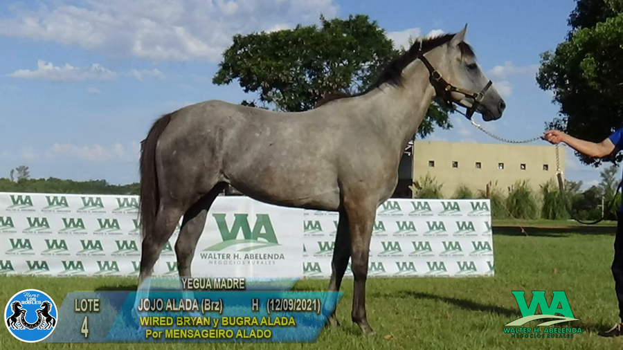 Lote JOJO ALADA (Brz)