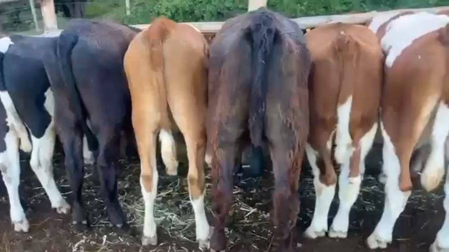 Lote 32 Novillo Engorda en Pirque, Región Metropolitana