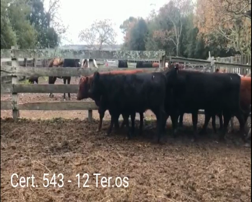 Lote (Vendido)12 Terneros 1AA/ HE  2RA/ HE - 1HE - 8AA a remate en Remate virtual de Coco Morales & Asoc. 265kg -  en RUTA 3  KM236 A 60KM DE TRINIDAD Y 3KM DE ANDRESITO