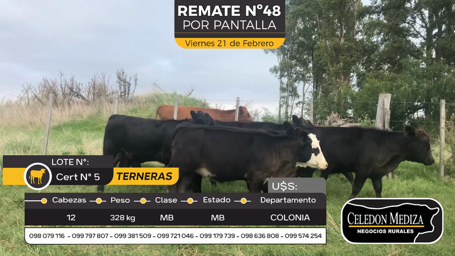 Lote 12 Terneras en Riachuelo, Colonia