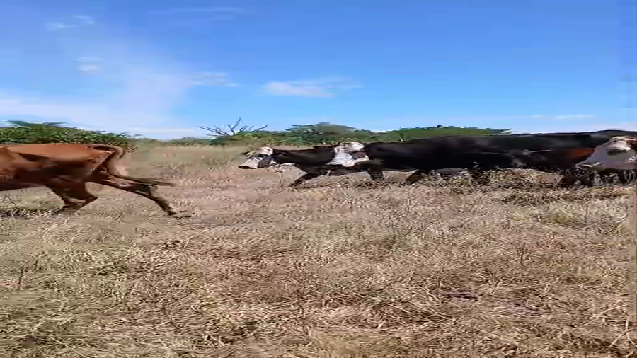 Lote 55 Vacas de invernar