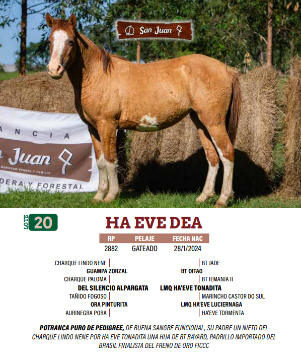 Lote LOTE 20