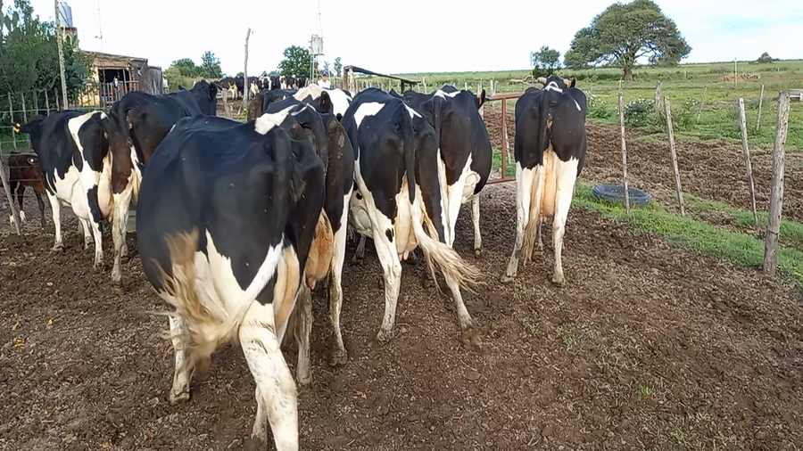 Lote Vacas En Produccion - Carina Redigonda