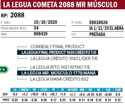 Lote VAQUILLONAS ANGUS PURAS DE PEDIGREE