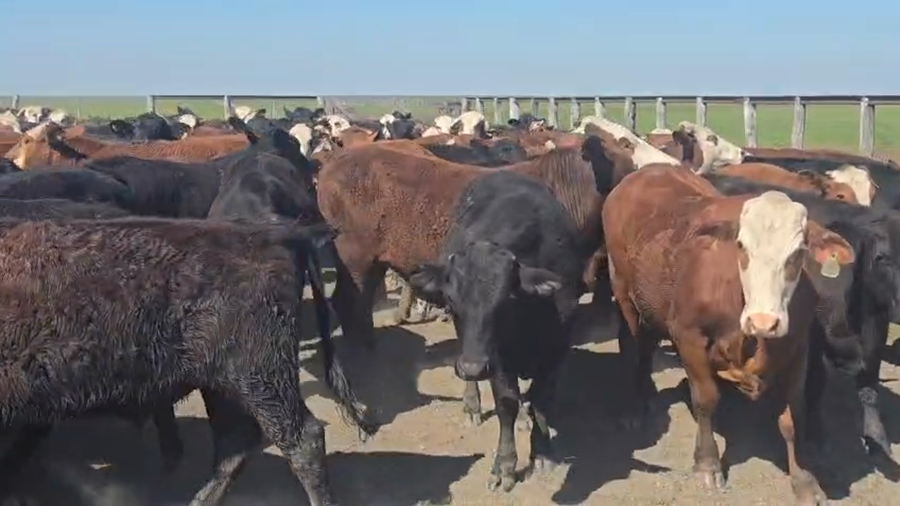 Lote 165 Novillitos