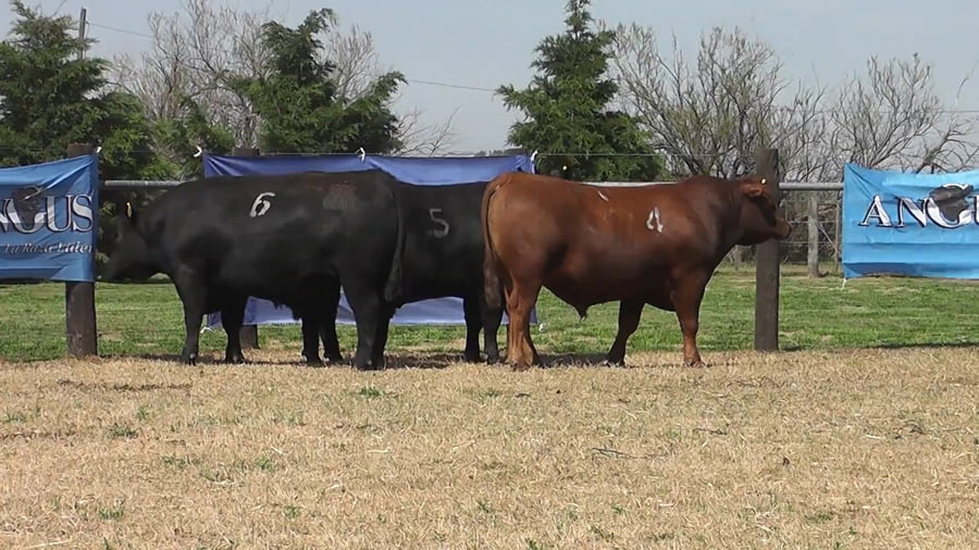 Lote TOROS ANGUS PURO CONTROLADO
