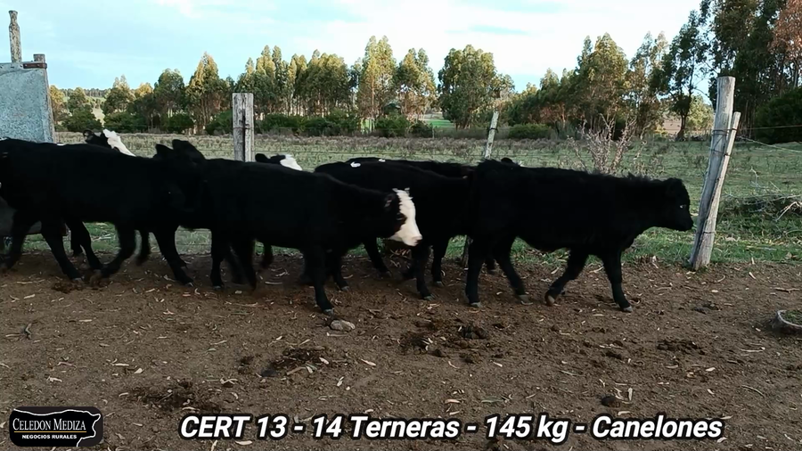 Lote 14 Terneras en Canelones