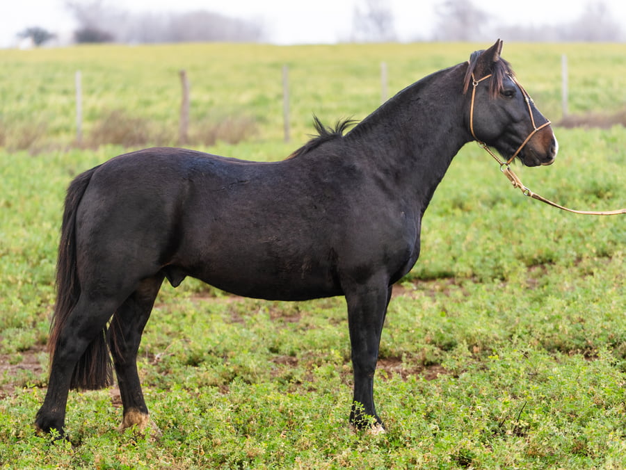 Lote Mañanero Arrepentido