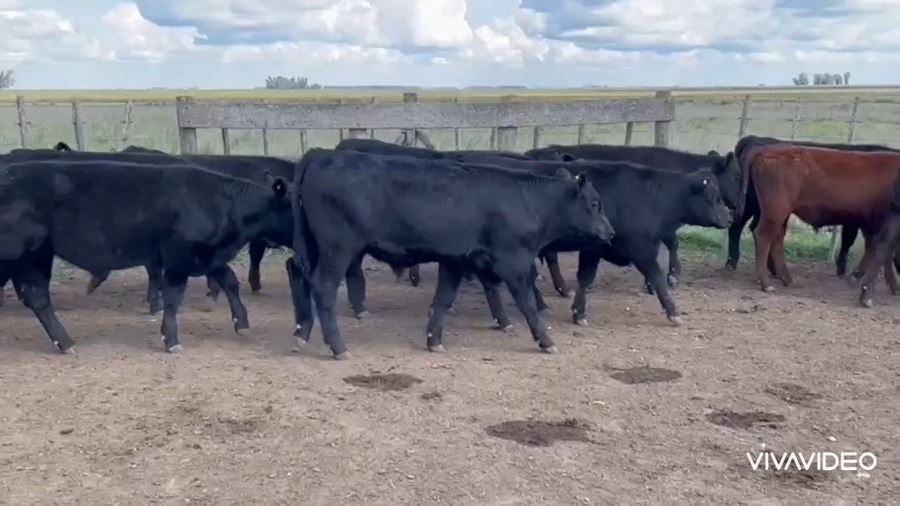 Lote 60 Terneros en Pila, Buenos Aires