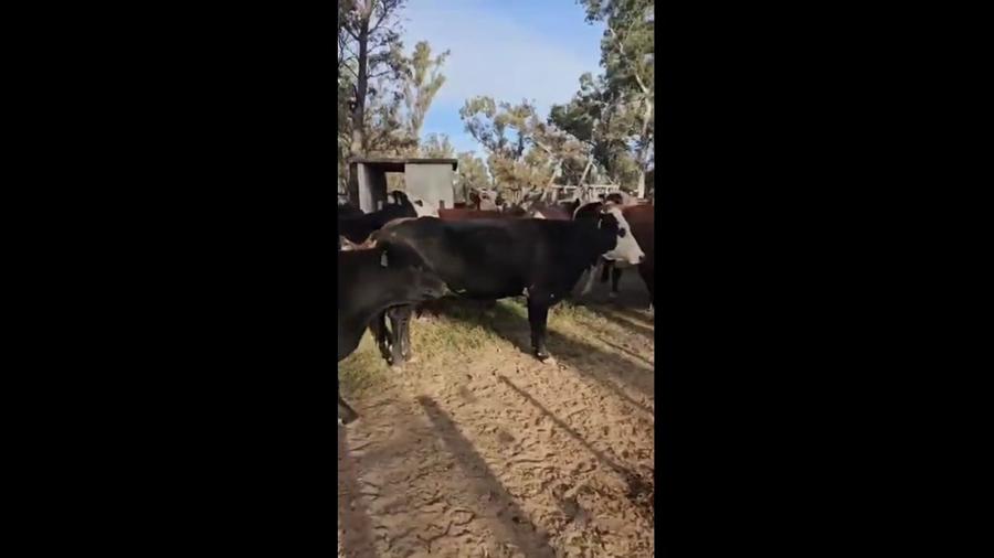 Lote 23 Vacas de invernar