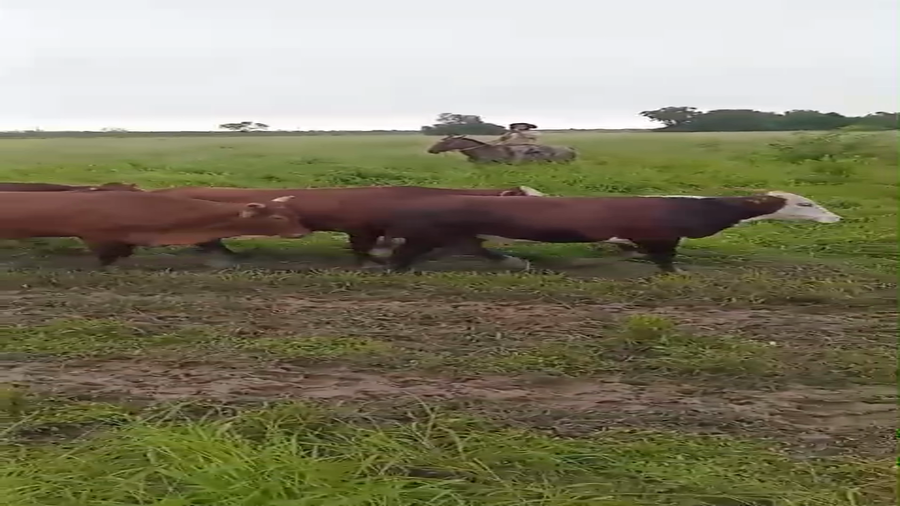 Lote 40 Novillos en Formosa, Villa Gral. Güemes