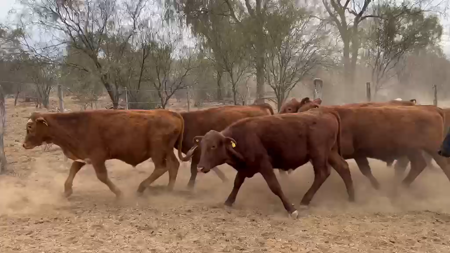 Lote 50 Novillitos