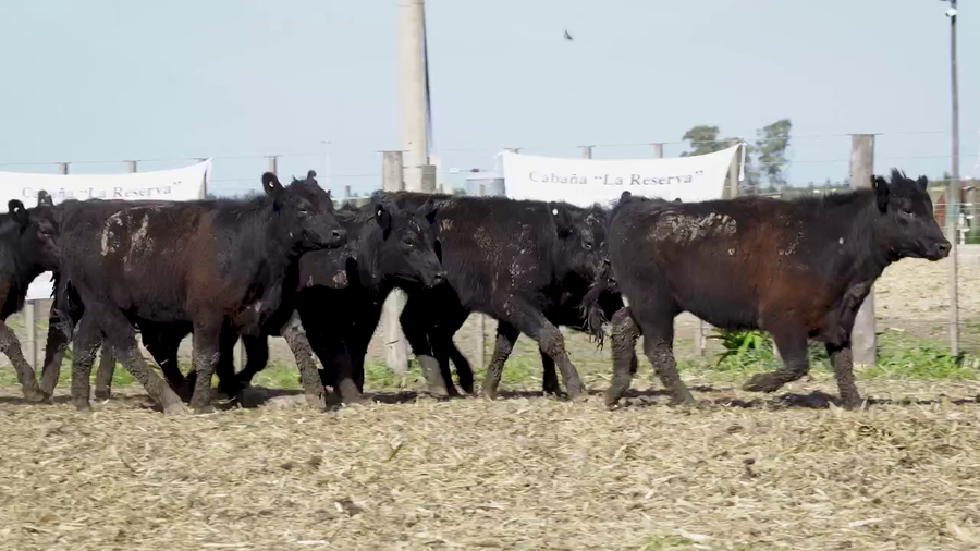 Lote Vaquillonas MAS