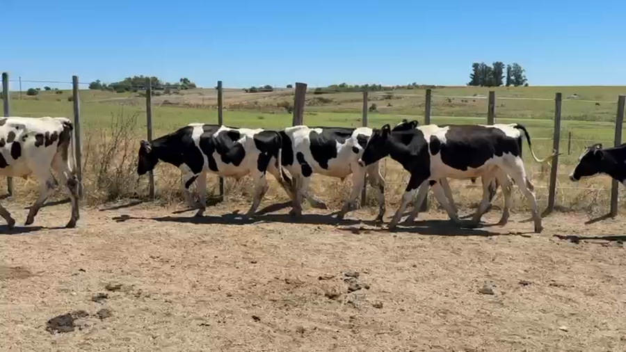 Lote NOVILLOS 1 a 2 AÑOS