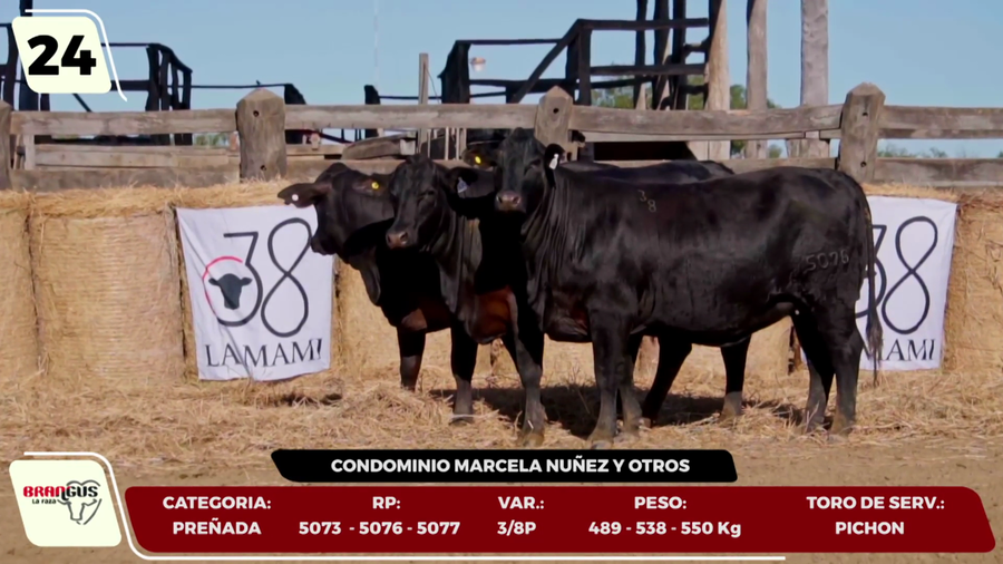 Lote LOTE 24- EN VIVO