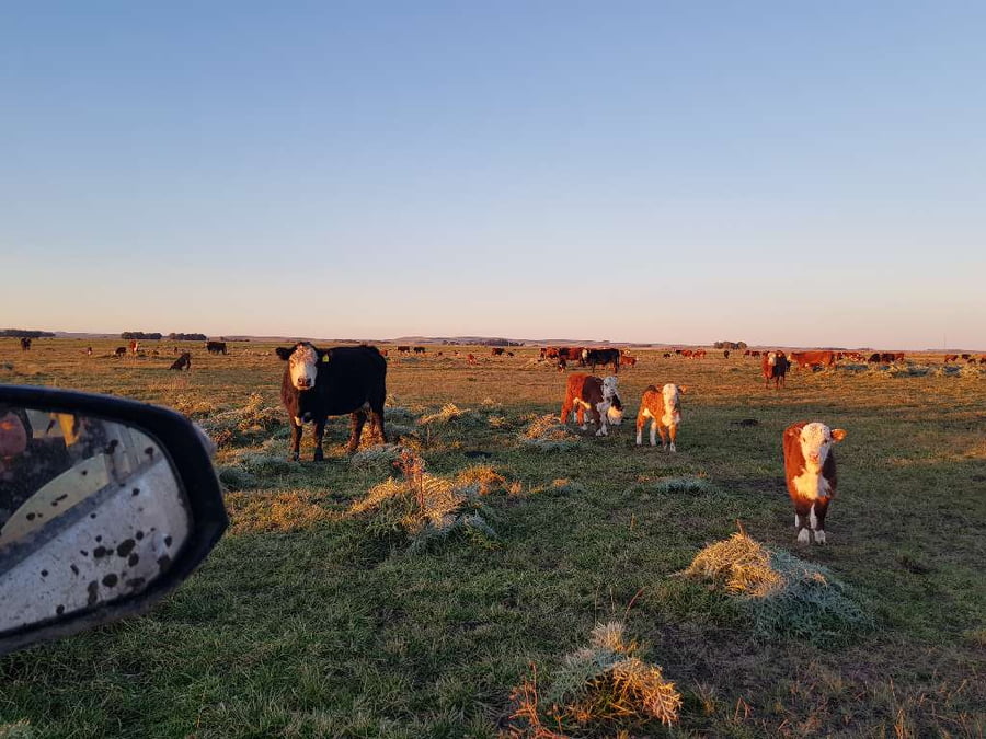 Lote 25 Vacas nuevas en Benito Juárez, Buenos Aires