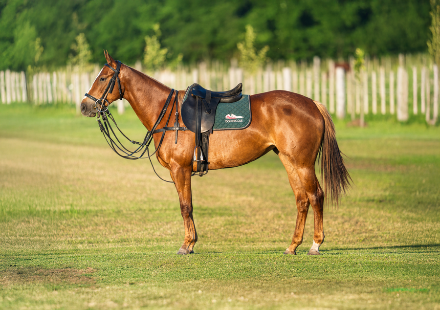 Lote DON ERCOLE BANCA