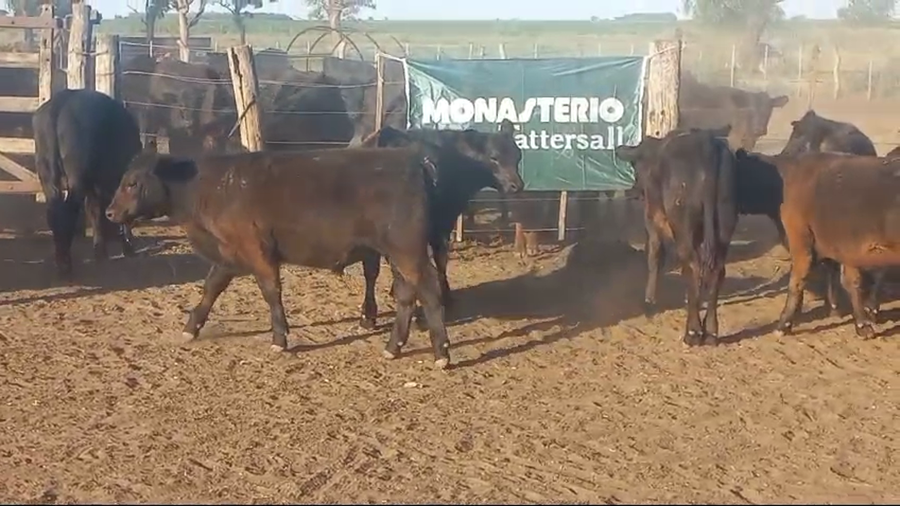 Lote 70 Terneras en Pahuajo