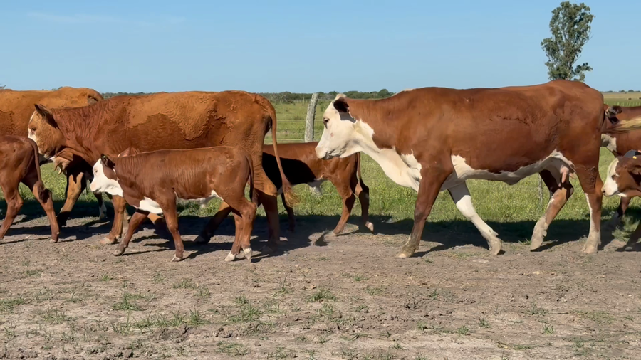 Lote 44 Vaquillonas con Cría