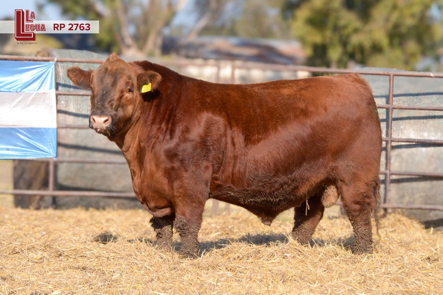 Lote TOROS ANGUS  PP