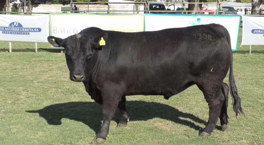 Lote Toro Aberdeen Angus Negro  -  PR1398 - Cabaña El Rebenque