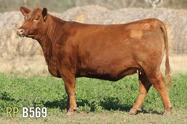 Lote 4 VAQUILLONAS PREÑADAS PURAS DE PEDIGREE