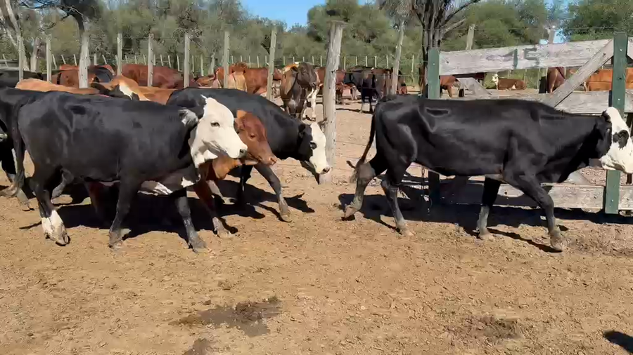 Lote 170 Vaquillonas en Formosa, Estanislao Del Campo