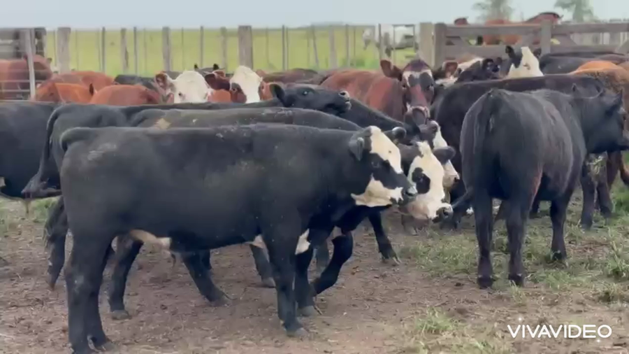 Lote 37 Novillitos y vaquillonas