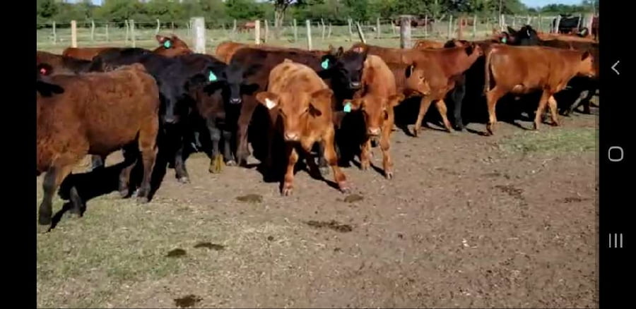 Lote 29 Terneros/as en Entre Ríos, Villaguay