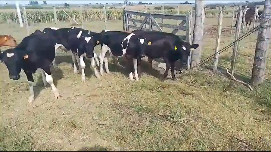 Lote 7 Terneros Holando a remate en Pantalla Camy en Chamizo