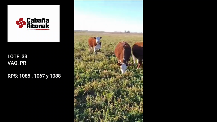 Lote Vaquillonas PR - AITONAK