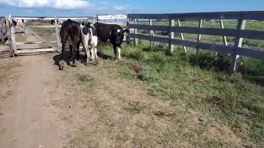 Lote 3 Terneras a remate en Pantalla Camy, San José