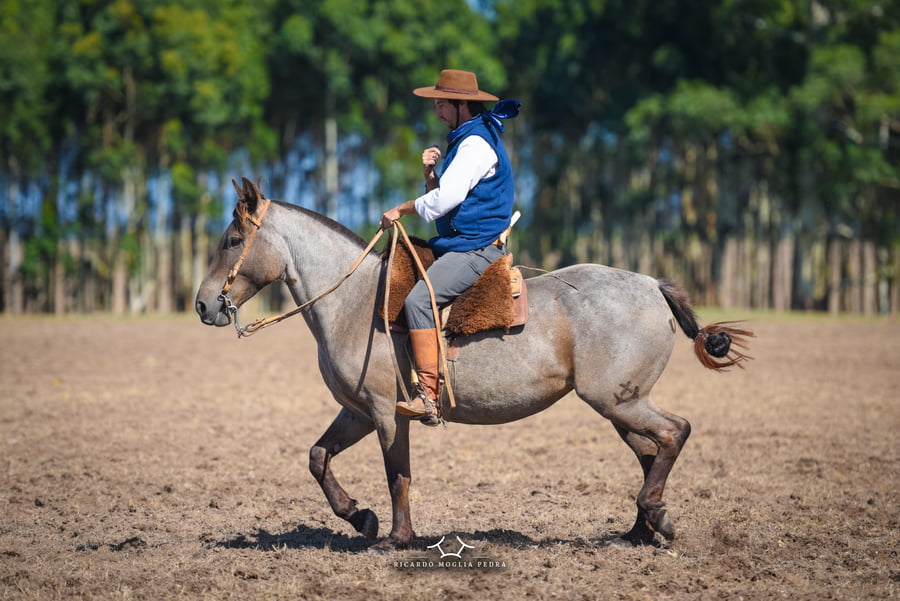 Lote RP 134 - Fueguina