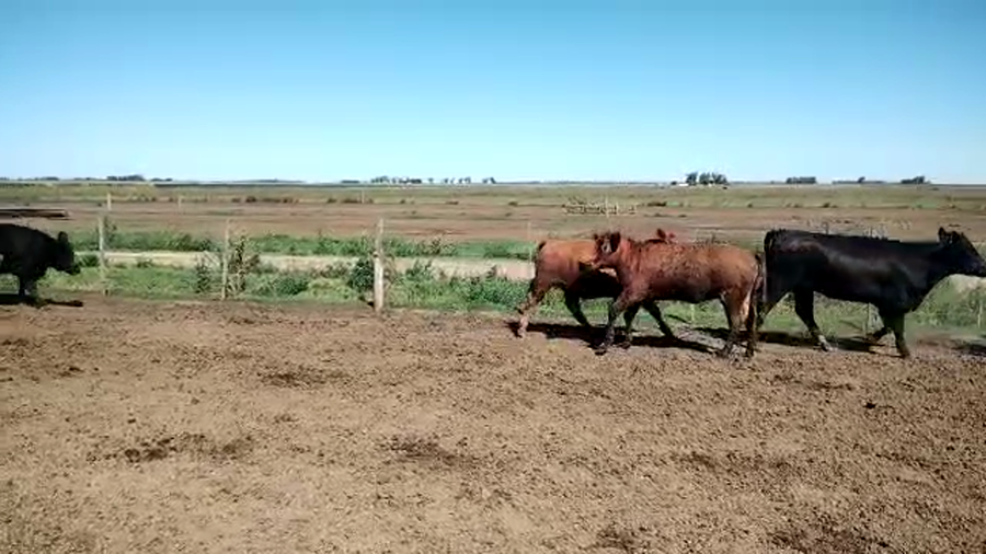 Lote 55 Novillitos y vaquillonas en Pehuajó, Buenos Aires