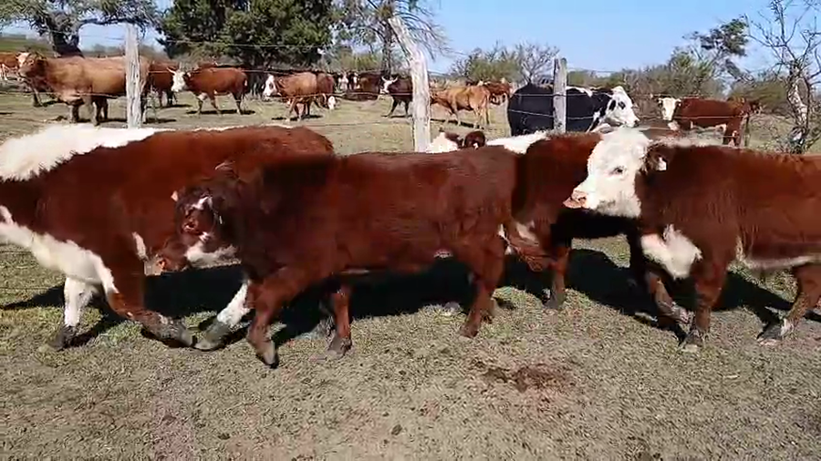 Lote 28 Terneros/as