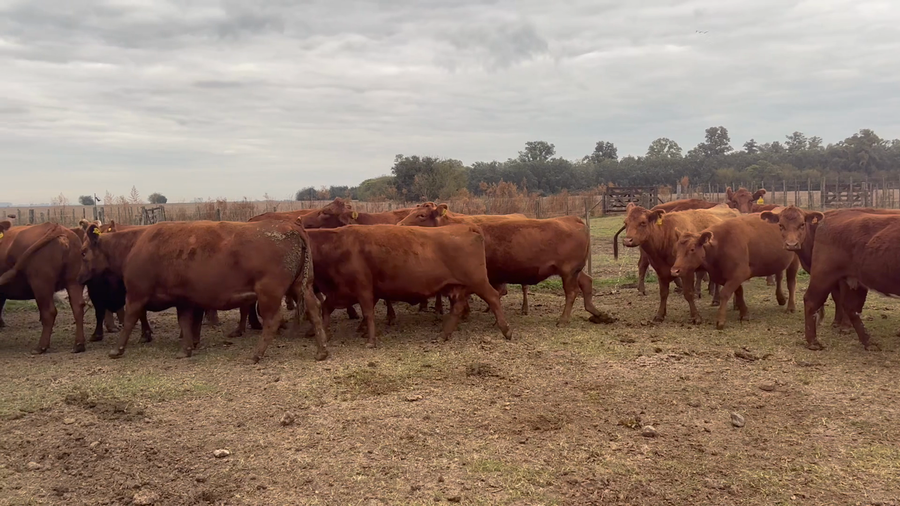 Lote 35 Vacas nuevas C/ gtia de preñez en Buenos Aires, Suipacha