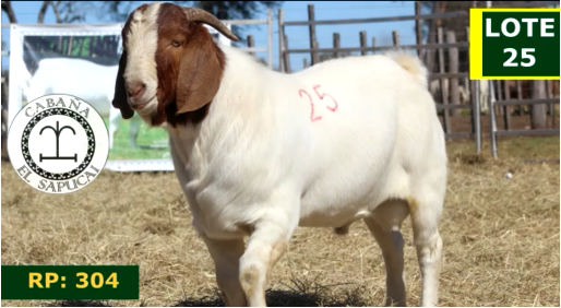 Lote CAPRINOS MACHOS 25