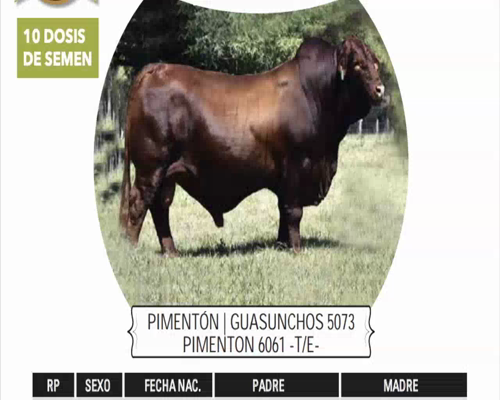 Lote PIMENTÓN | GUASUNCHOS 5073 PIMENTON 6061 -T/E