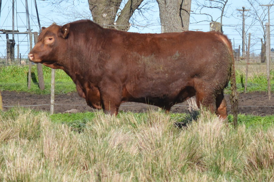 Lote TOROS PP 3 años