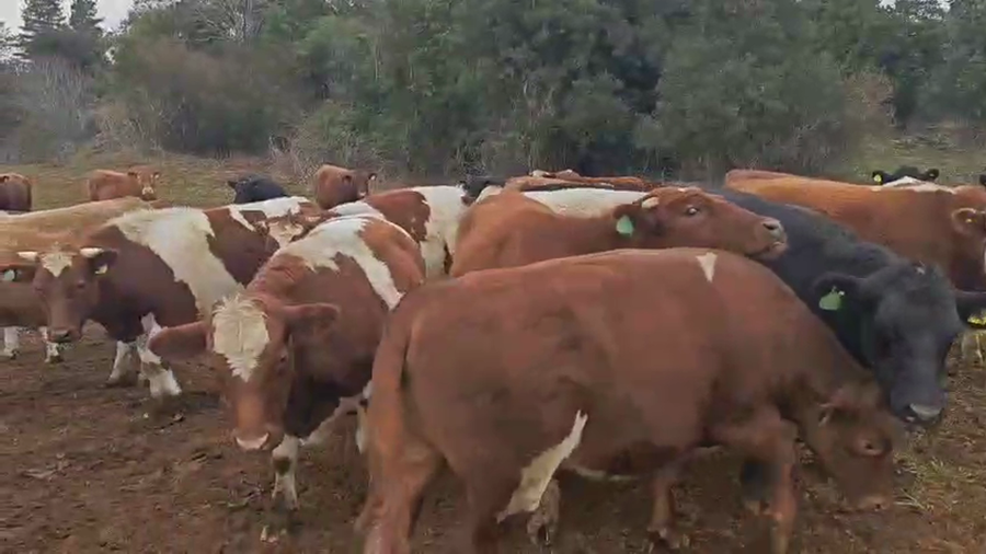 Lote 55 Novillo Engorda en Paillaco, XIV Región Los Ríos
