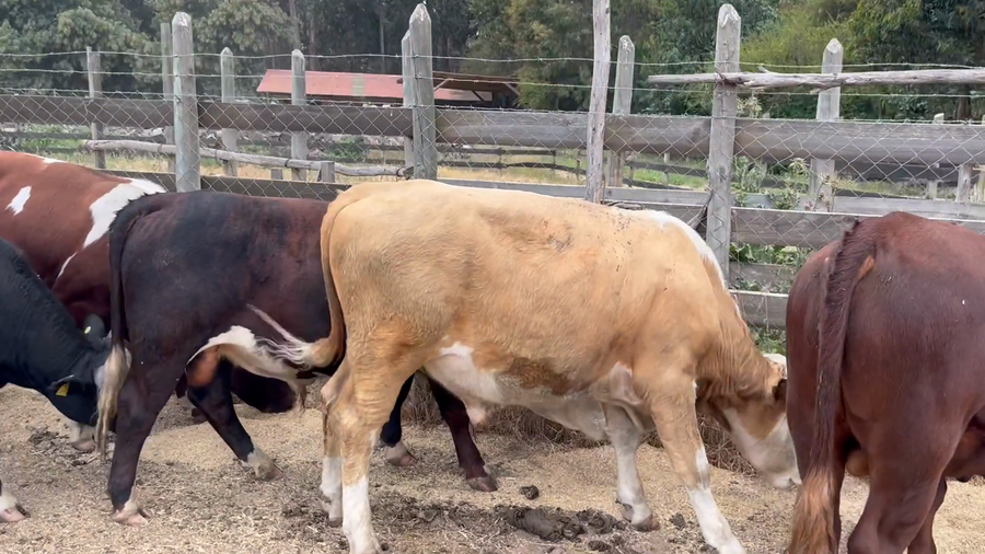 Lote 35 Ternero en Región Metropolitana, Melipilla