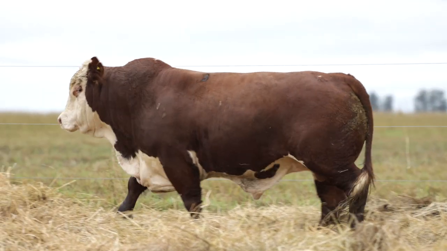 Lote Toros