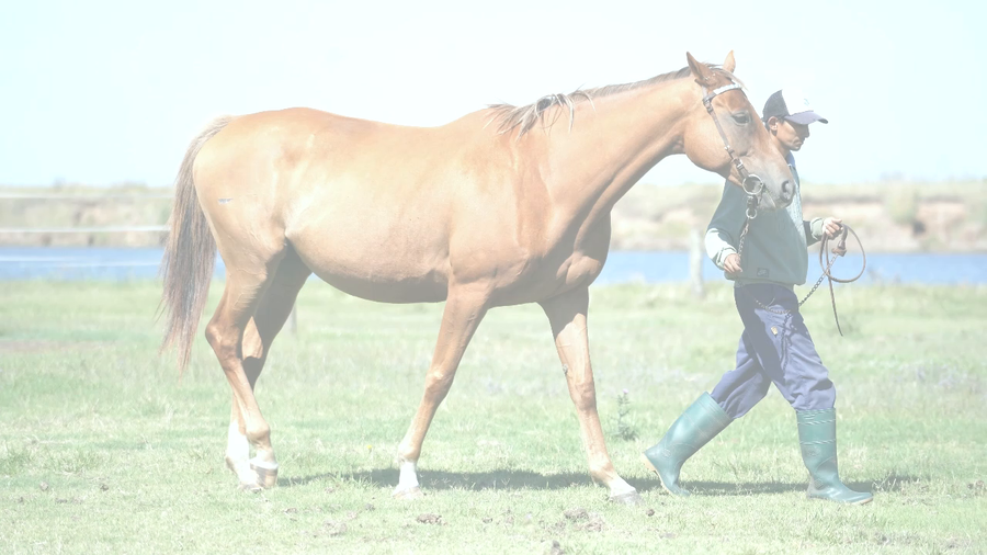 Lote WINNER BELIS (SYDNEY'S CANDY - WINNER GIRL)  Preñez por SANDINO RULER