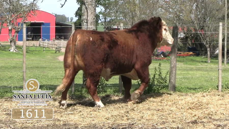 Lote Polled Hereford