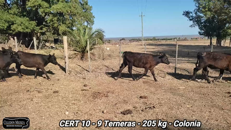 Lote 9 Terneras en Colonia