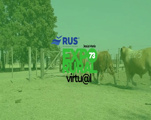 Lote TOROS SAN IGNACIO